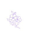 亚麻籽花