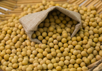 大豆