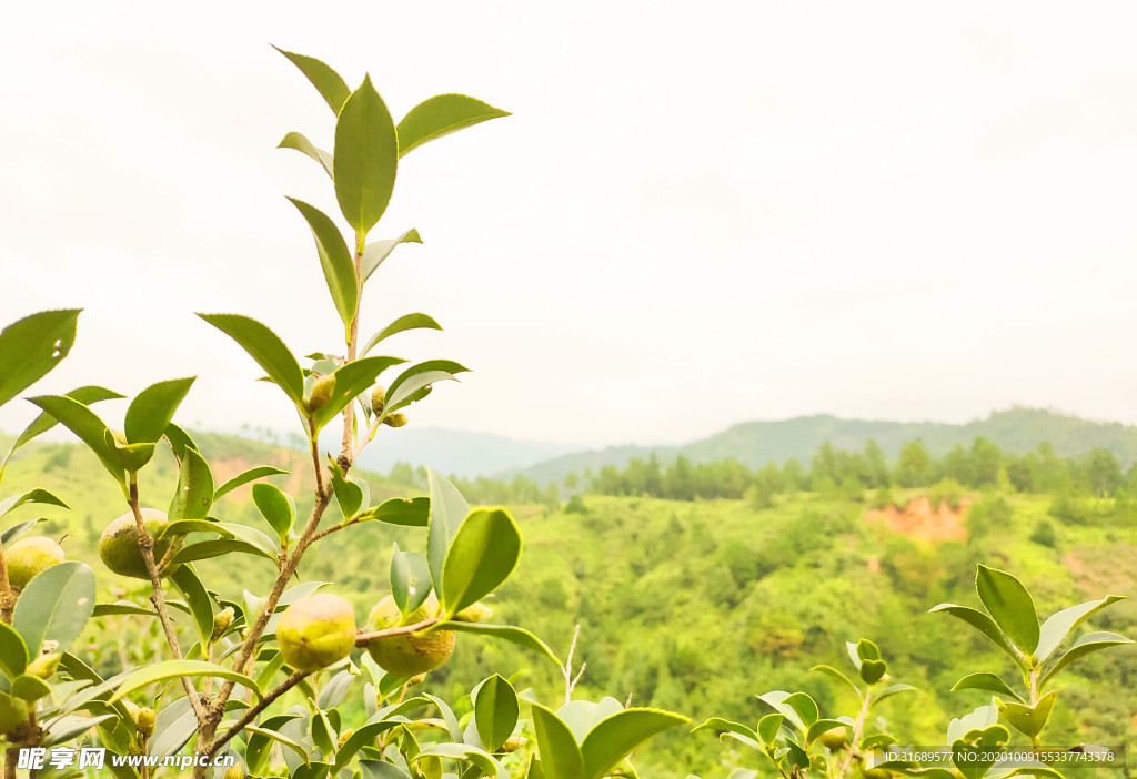 高山油茶
