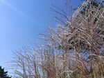 蓝天下的芦花丛