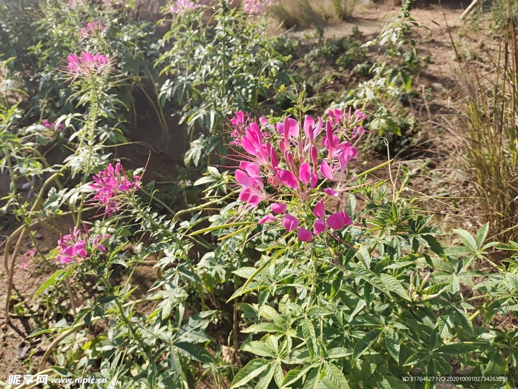 秋日里公园里的花