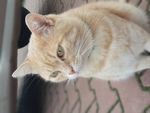 宠物猫