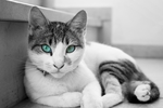 宠物猫