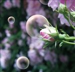 泡泡制作