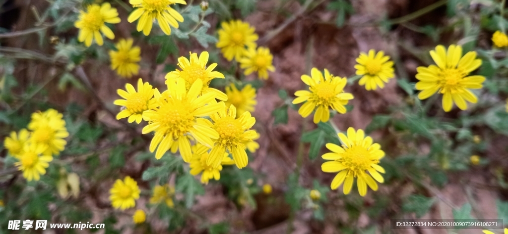 野菊花