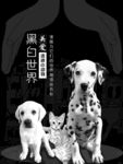 关爱流浪动物