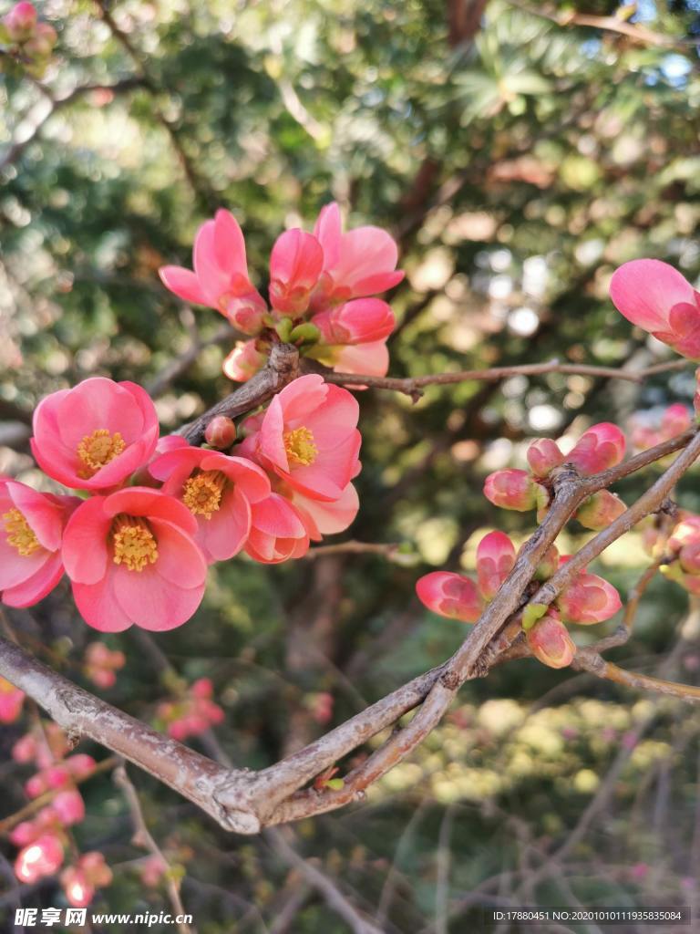 花卉