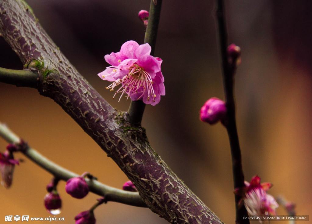花卉