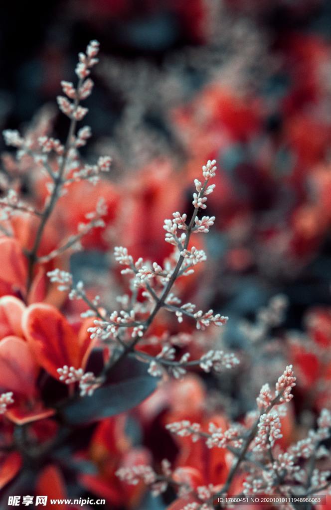 花卉