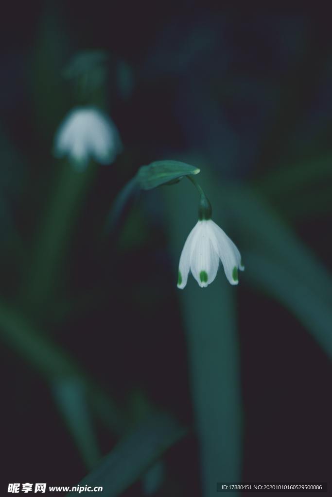 花卉