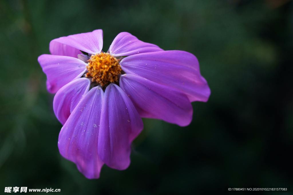 花卉