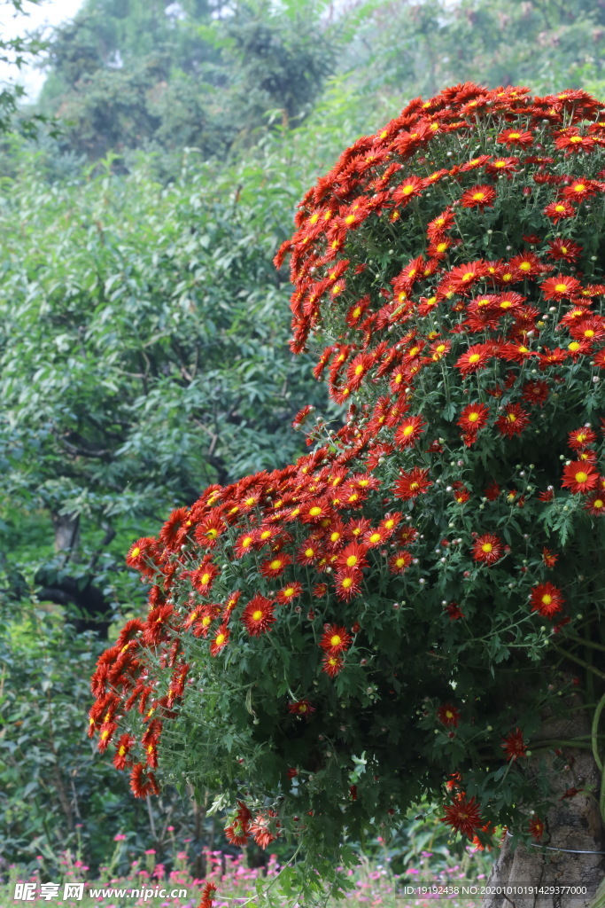 菊花