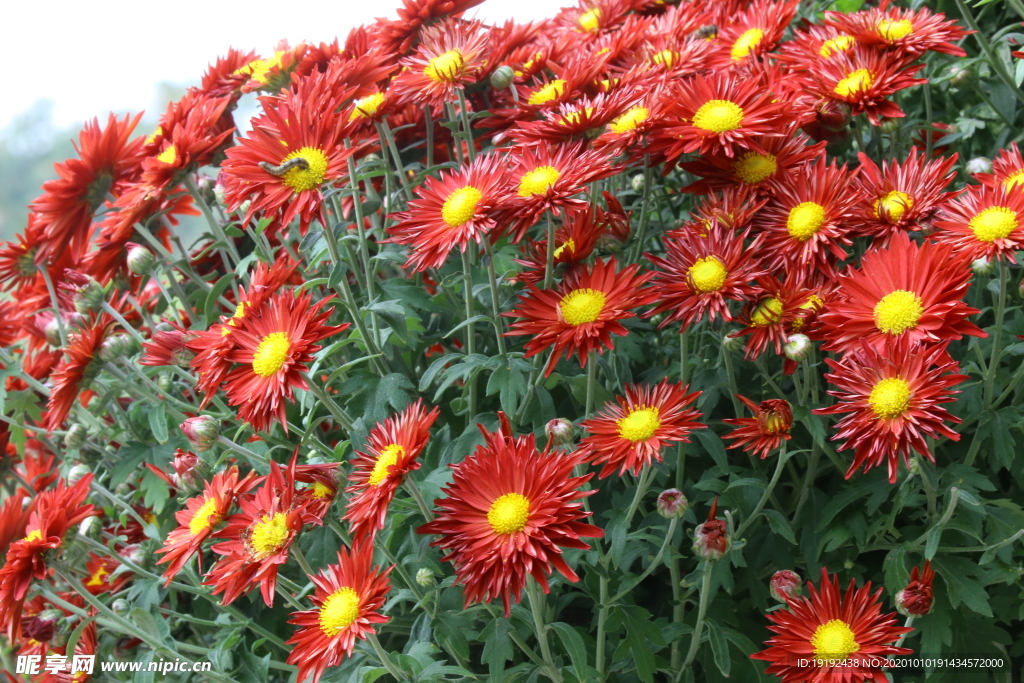 菊花