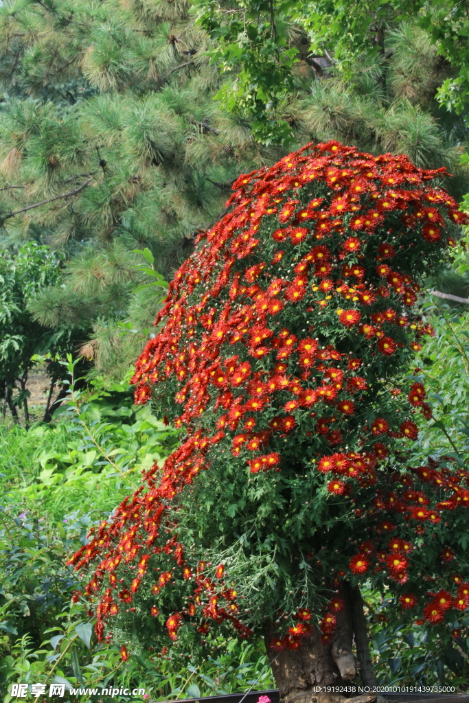 菊花