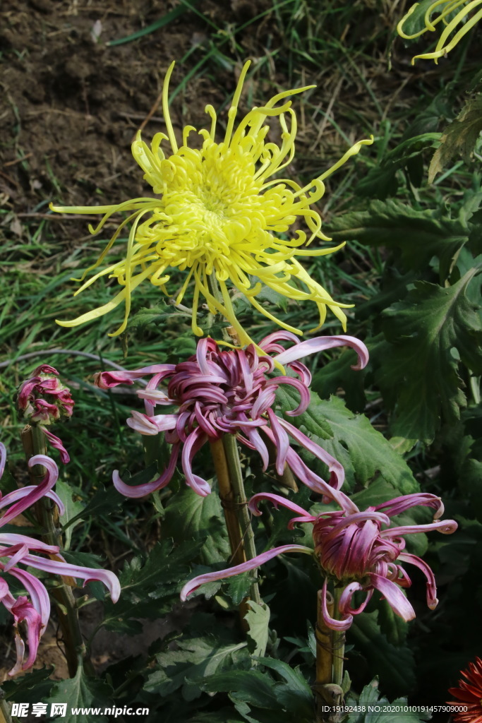 菊花