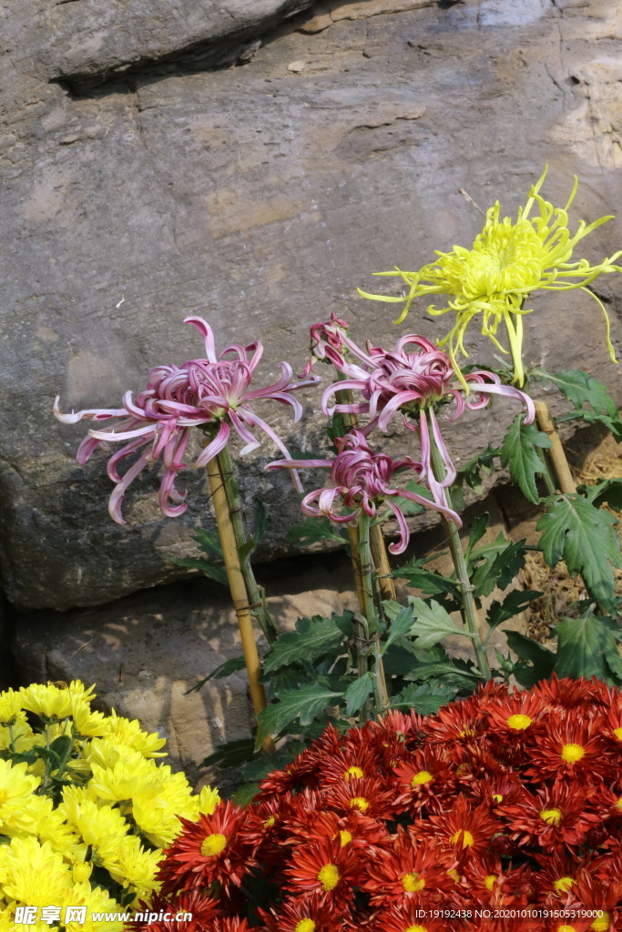 菊花