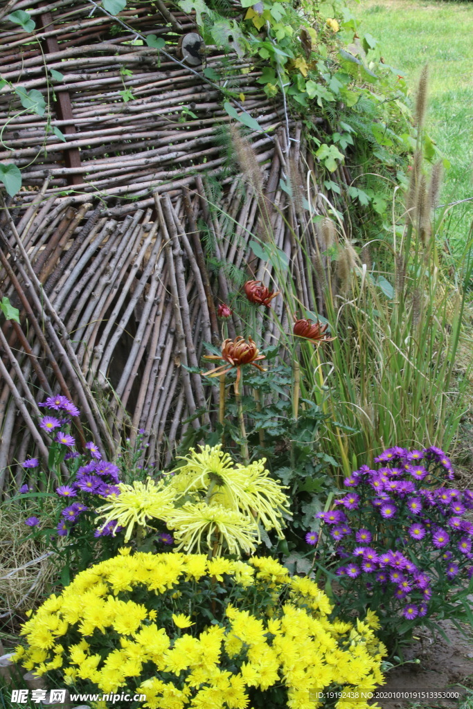 菊花
