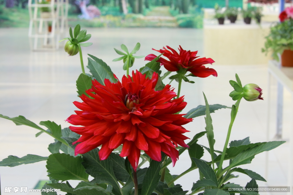 大丽花