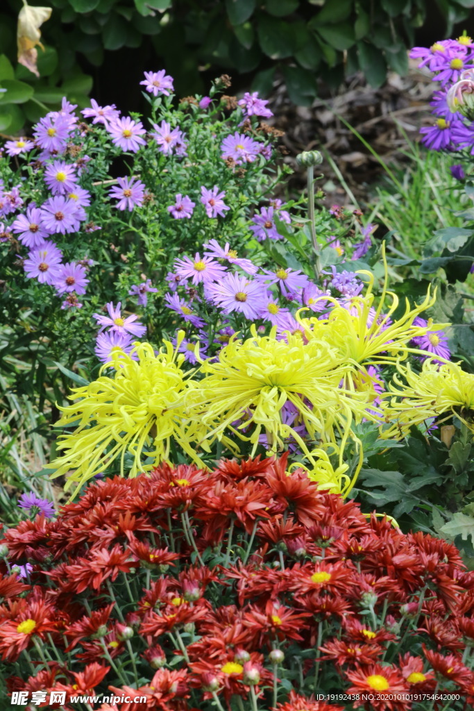 菊花