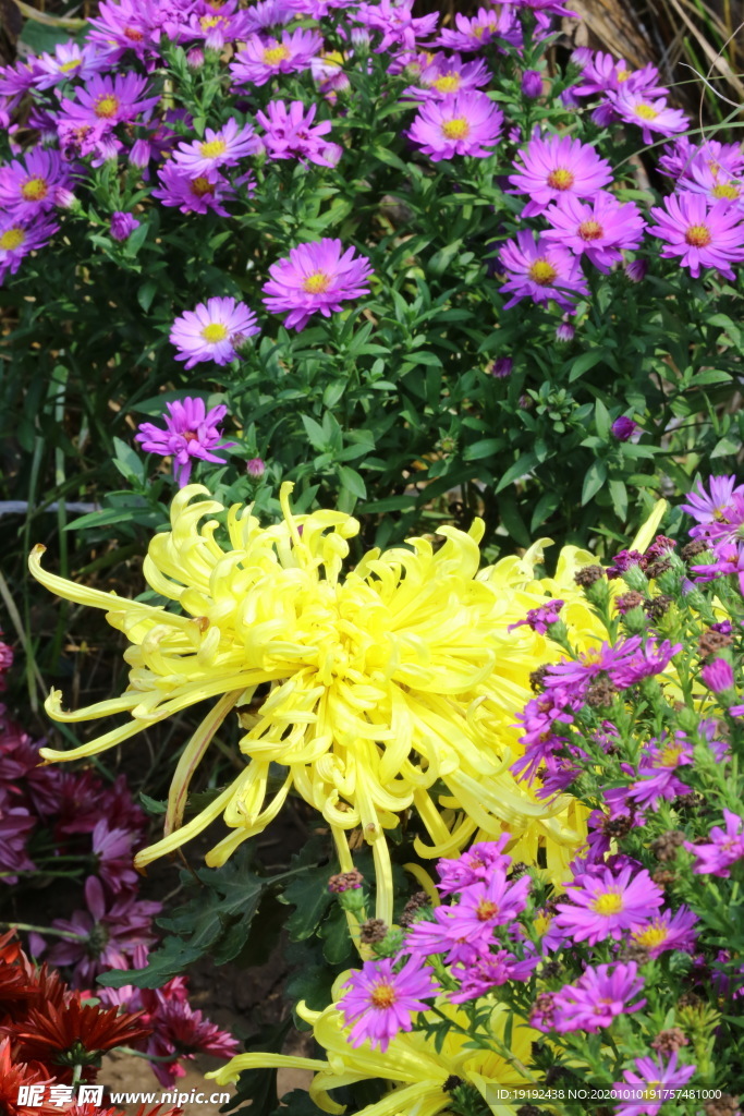 菊花