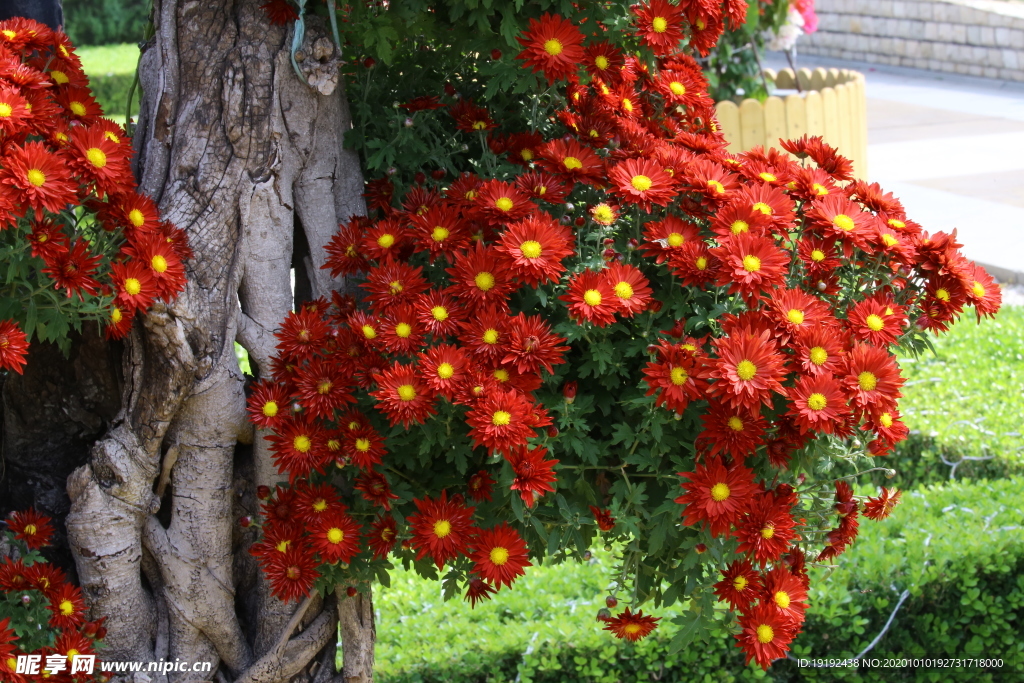 菊花