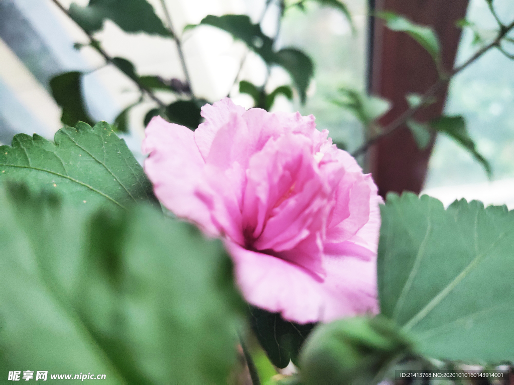 小花花朵花卉