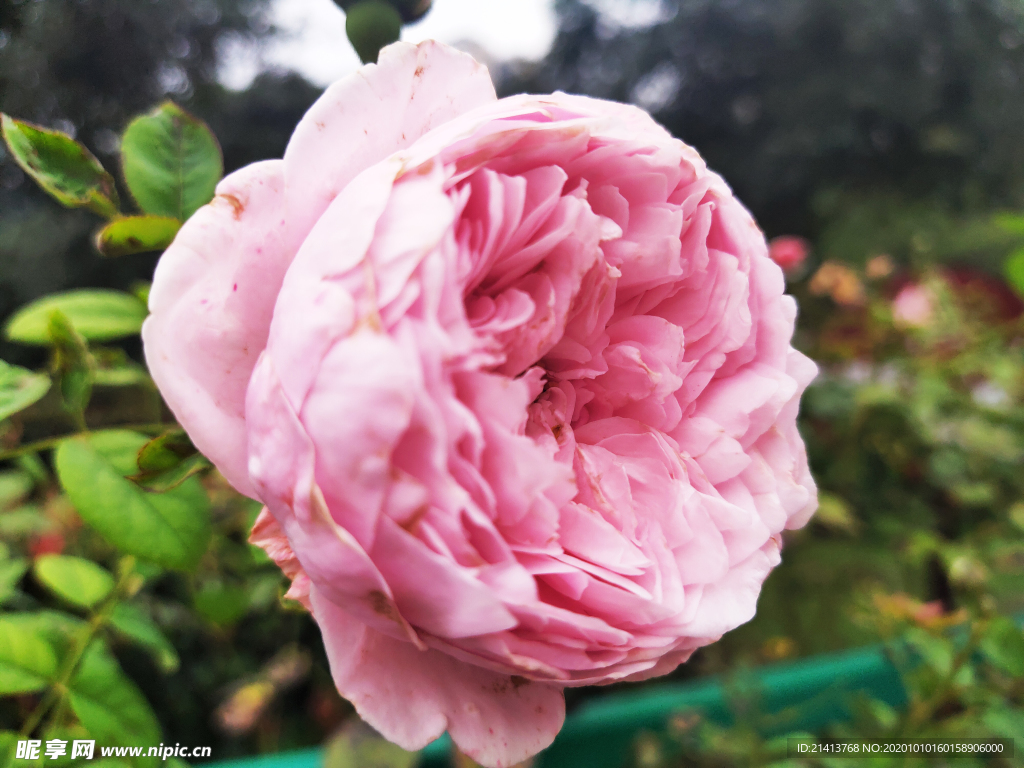 小花花朵花卉