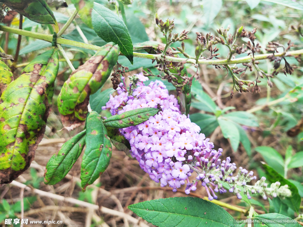 小花花朵花卉