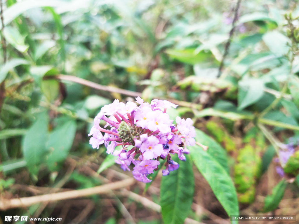 小花花朵花卉