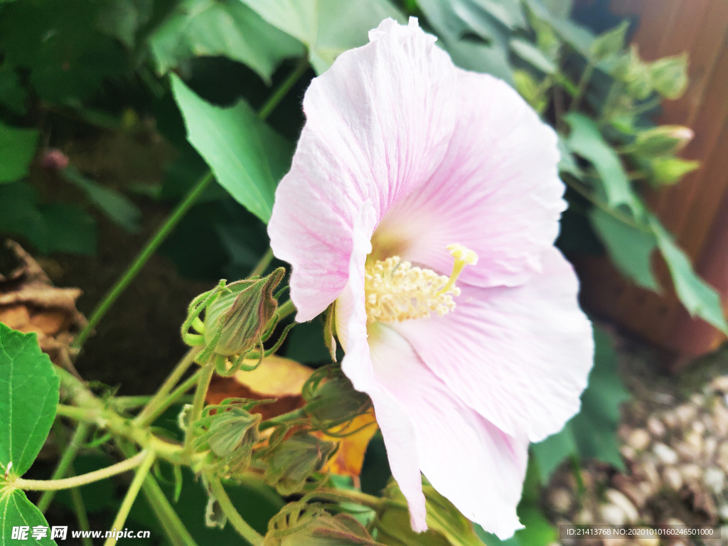 小花花朵花卉