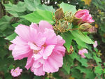 小花花朵花卉