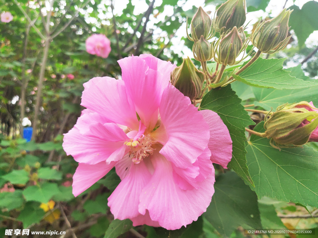 小花花朵花卉