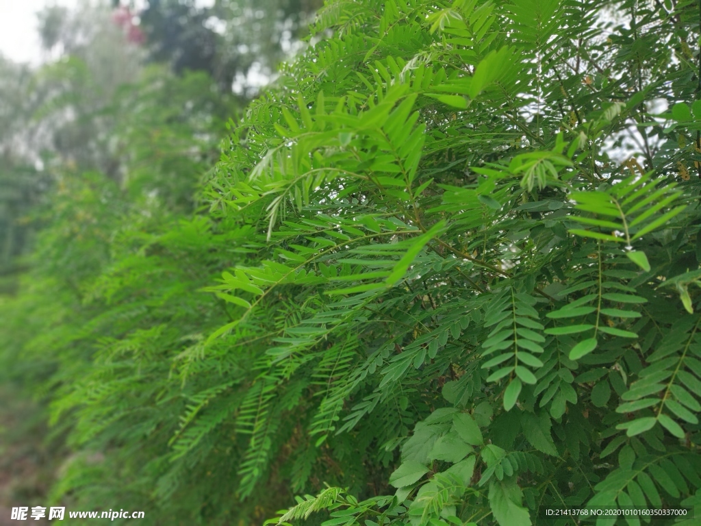 绿植绿叶植物