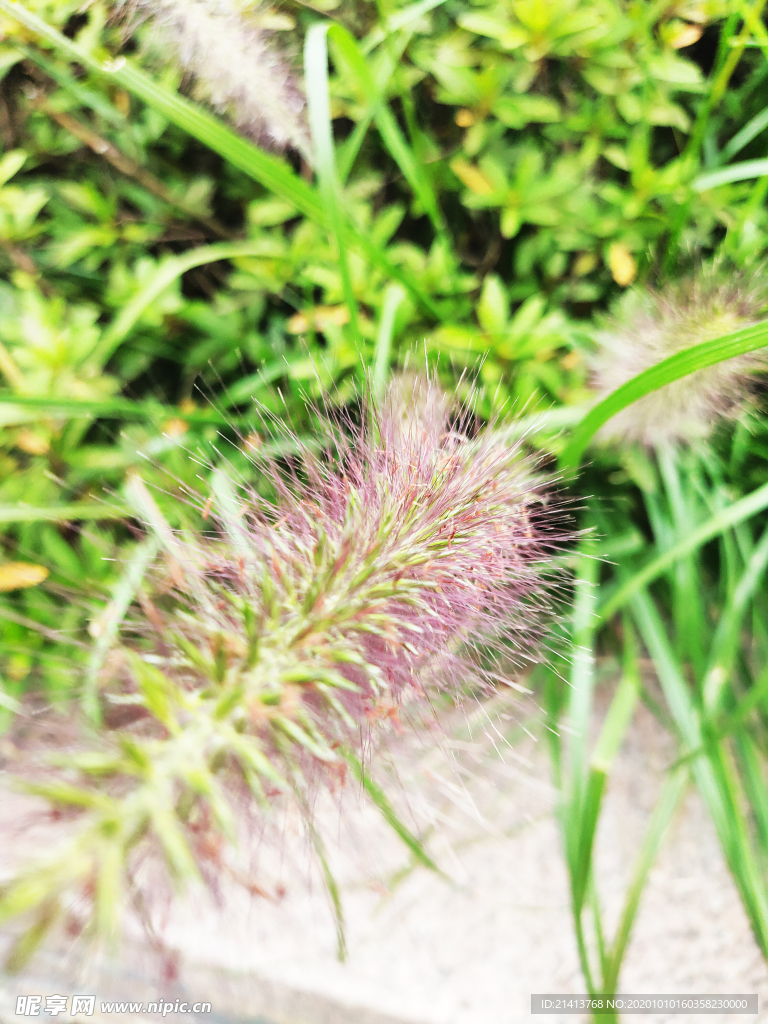 绿植绿叶植物