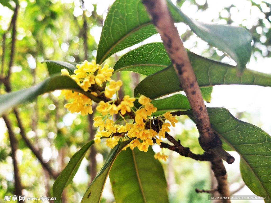 金桂桂花树