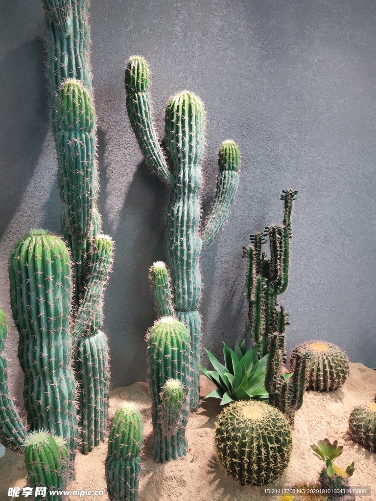 绿植绿叶植物