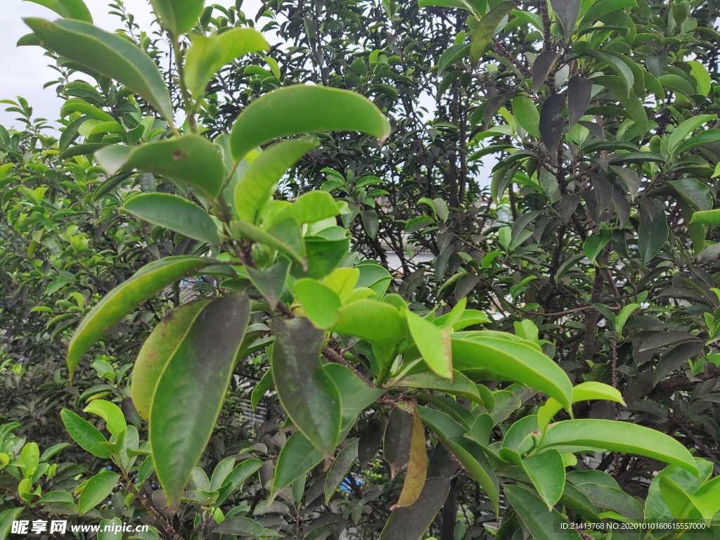 绿植绿叶植物