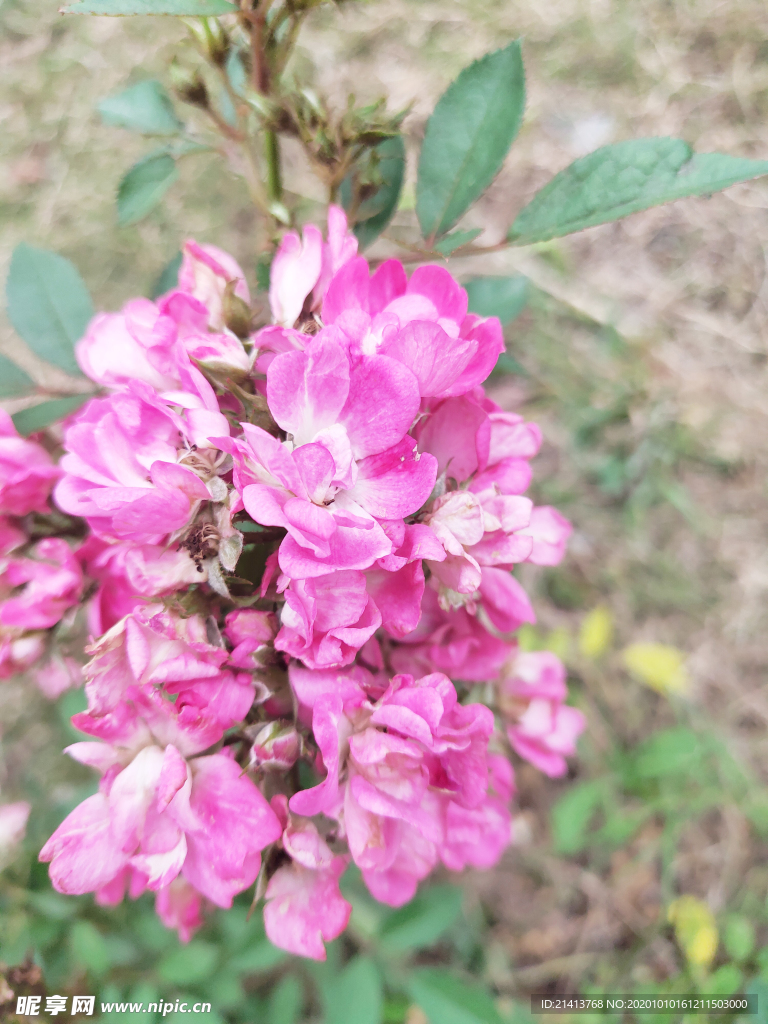 鲜花花朵花卉