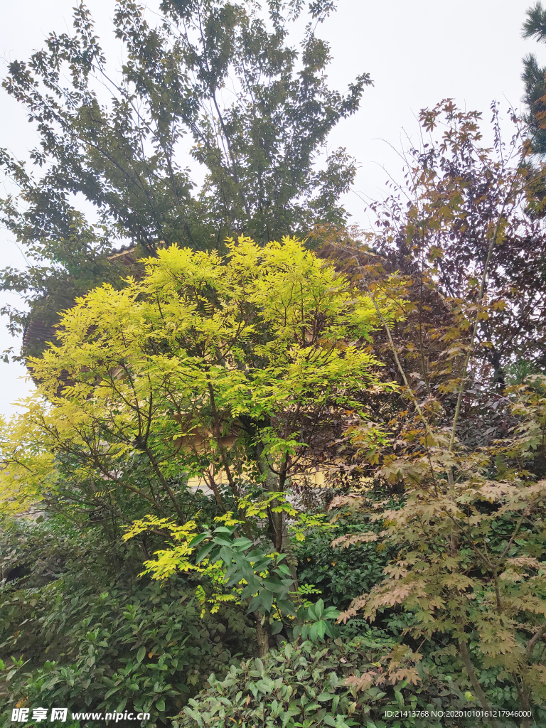 绿植绿叶植物