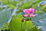莲花