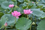 莲花