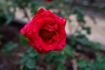 玫瑰花
