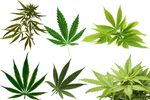 大麻png免扣高清素材