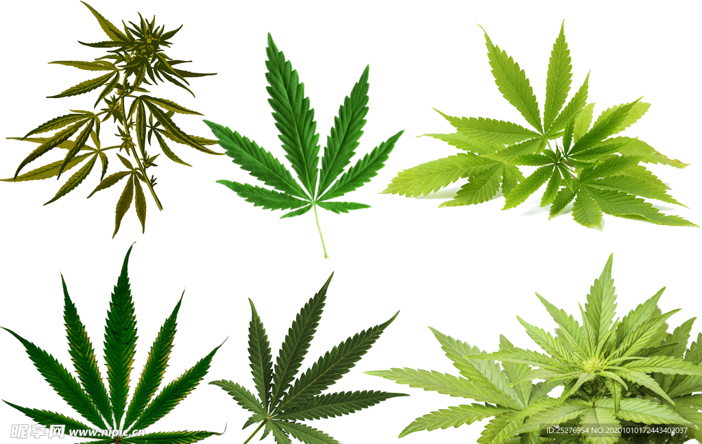 大麻png免扣高清素材