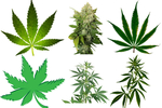 大麻png免扣高清素材