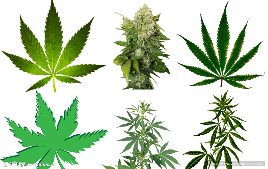 大麻png免扣高清素材