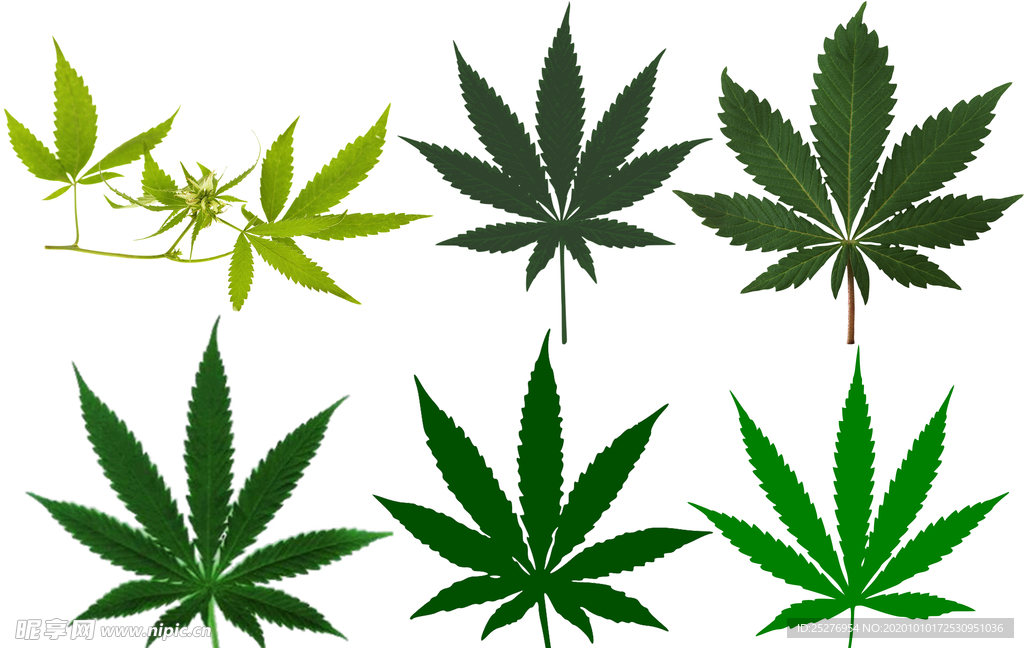 大麻png免扣高清素材
