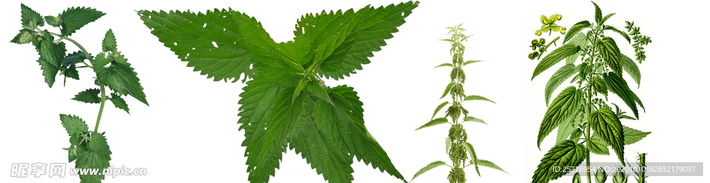 荨麻png免扣高清素材