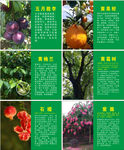 植物品种简介