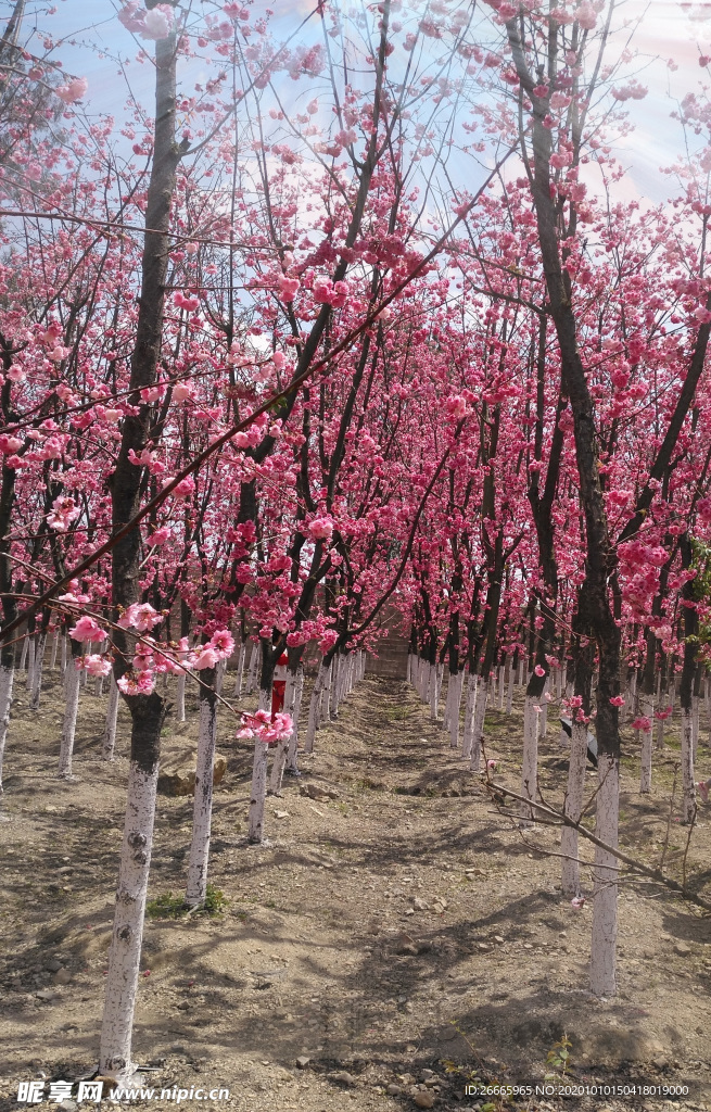 樱花